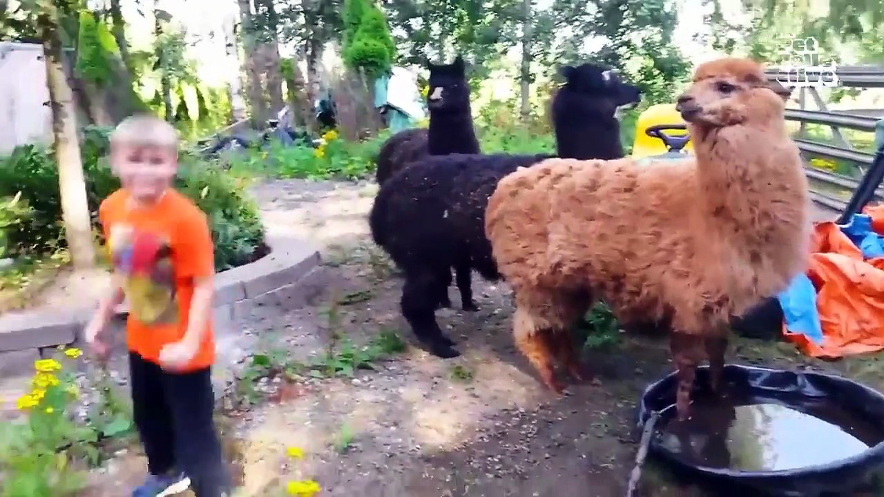Animals is Funny