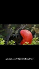 Weirdest Animal Mating Rituals