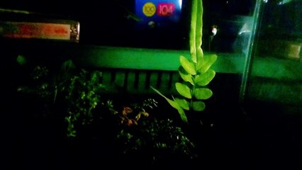 Ketenangan Malam di Dalam Akuarium – Dunia Mini yang Hidup dalam Sunyi