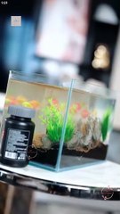 Chasing My Bestie's Brother in Law Chinese Drama - English Sub