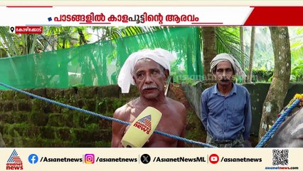 'ഇത് ഞങ്ങൾക്കൊരു ഹരമാണ്'; ചേറിൽ കുതിച്ച് പാഞ്ഞ് കാളകൾ, ആവേശമായി പുല്ലാളൂരിലെ കാളപൂട്ട്