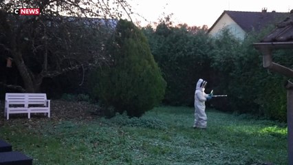 Alsace : cet apiculteur se lance à la chasse aux frelons asiatiques