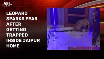 Watch: Leopard triggers panic, beaten with sticks after entering house in Jaipur