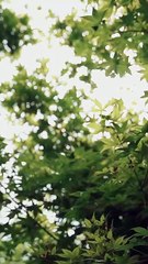 Reborn Reviled and Ridiculously Loved Chinese Drama - English Sub