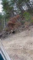 Mantar ararken ayıyla karşılaştı