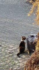 Total confusion! Cat shocked by first frost! #cat #funnycats #funny #shorts