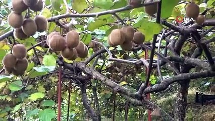 Kivi üreticilerinin İran kivisi endişesi