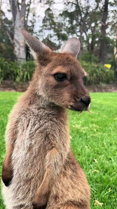 Kangaroo