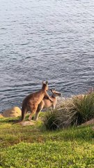 Baby kangaroos playing