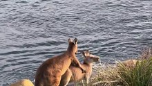 Baby kangaroos playing