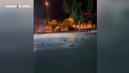 Kediye akılalmaz işkence! Polis harekete geçti