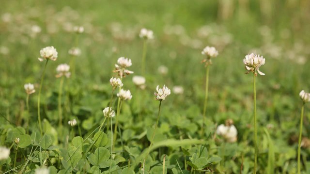 10 Reasons How Planting White Clover In Your Lawn Can Be Beneficial