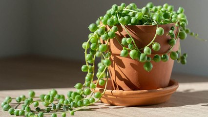 10 Tips On How To Grow And Maintain Your String Of Pearls Plant