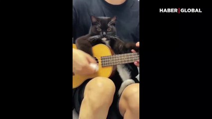 Gitar çalmaya zorlanan kedinin yüzündeki ifade sosyal medyayı salladı!