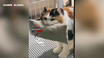 Gittiği her yere yastığını da götüren kedi izleyenleri gülümsetti