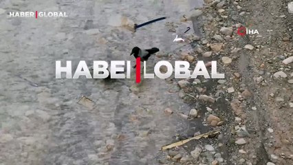 Bu da hayvan vefası: Nehre düşen yaralı güvercini kargalar kurtarmaya çalıştı