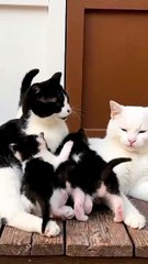 Cutest Cat Family Ever! Mom, Dad & Babies Together 🐱✨ #cat #shorts