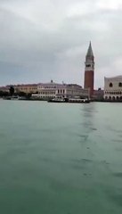 Venezia, il delfino Mimmo ritorna a San Marco nonostante l'allontanamento verso il mare aperto