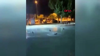 Vicdansızlar! Yakalayıp yakalayıp tekrar havuza attılar!