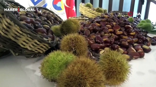 Aydın'da sezonun ilk kestanesi 350 TL’den alındı! Ülkemiz 3 milyonun üzerinde kestane ağaç var