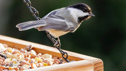Chickadees Are The Ultimate Garden Pest Control – Here’s How To Attract Them