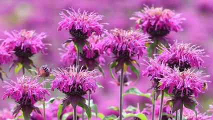 9 Gardening Tips For Growing Full And Bushy Bee Balm
