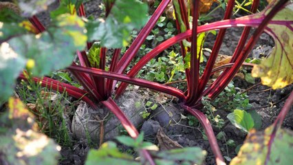 9 Mistakes Gardeners Make While Growing Beets And How To Avoid Them