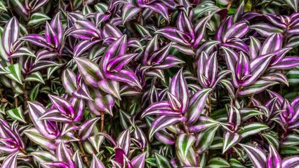 10 Easy Tips For Growing Your Own Wandering Jew Plants