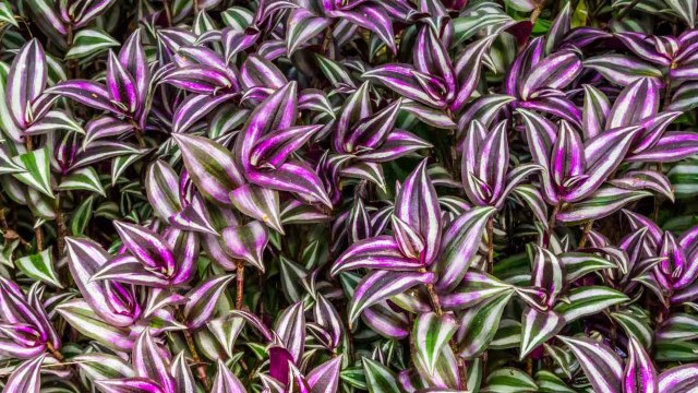 10 Easy Tips For Growing Your Own Wandering Jew Plants