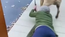 When Your Dog is Too Excited for a Walk and Takes Down Grandma