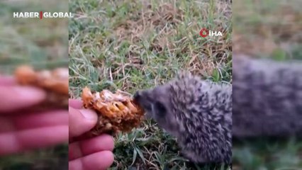 Her gün evinin bahçesine gelen yavru kirpiyi eliyle besliyor