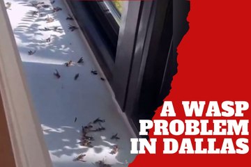 Cowboys head coach Brian Schottenheimer has a wasp infestation the size of Texas