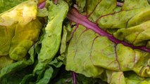 11 Garden Mistakes To Avoid While Growing Chard