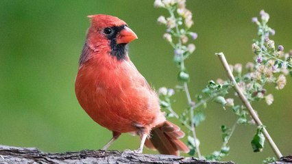 How To Attract Hundreds Of Birds To Your Yard In Fall & Winter