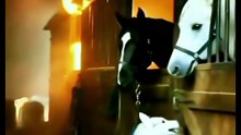Heartfelt! Dog saves horses from fire