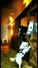 Heartfelt! Dog saves horses from fire