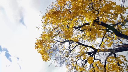 Snow.Falling.On.Pumpkins