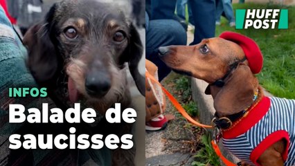 À Paris, cette promenade géante de teckels s’est transformée en défilé de mode