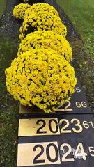 Brescia - Giornata Mondiale in ricordo delle Vittime della strada (16.11.25)