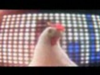poulet techno!! trop drole cette video a pas manquer