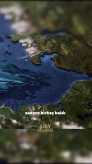 Dünyada tuzlu sudan tatlı suya girebilen sadece birkaç türden biri