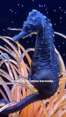 Doğum yapan erkek mi bu nasıl oluyor ??