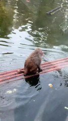 #funny video #shortvideo #viralvideo #funnyadda#