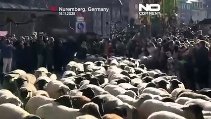 Greggi di pecore attraversano le città tedesche verso i pascoli invernali