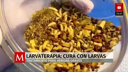 Larvaterapia: tratamiento con larvas de mosca verde para curar heridas graves