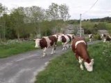 Les vaches qui sortent du parc en courant