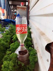 curly parsley in a bottle
