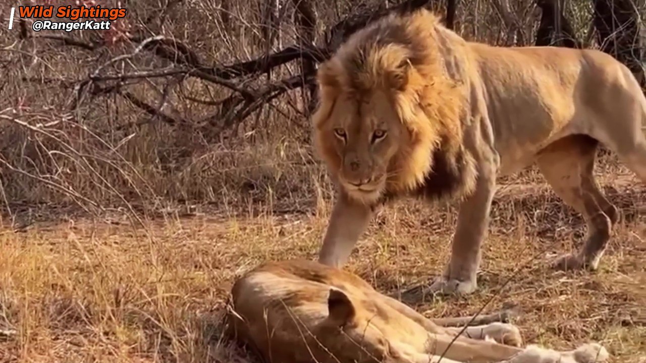 Lion Sneaks Up on Sleeping Lioness… and Instantly Regrets It!