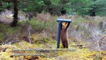 Countryfile - Hamza's Highlands - Scottish Wildcats