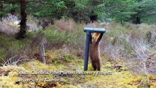 Countryfile - Hamza's Highlands - Scottish Wildcats